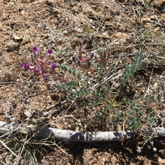 Astragalus tephrodes