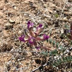 Astragalus tephrodes