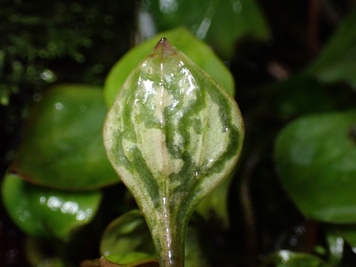 Metriocnemus erythranthei