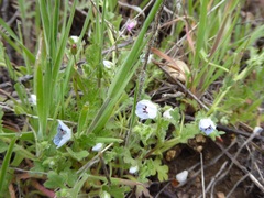 Nemophila menziesii
