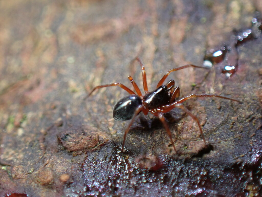 Coreorgonal monoceros