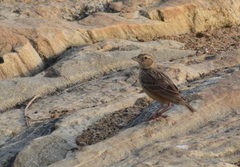 Mirafra assamica