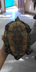 Trachemys venusta iversoni