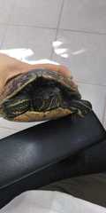 Trachemys venusta iversoni