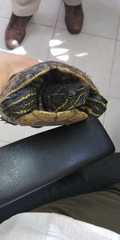 Trachemys venusta iversoni