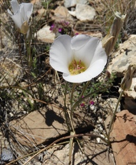 Calochortus ambiguus