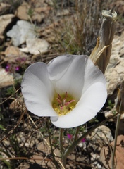 Calochortus ambiguus