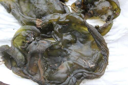 Star Jelly