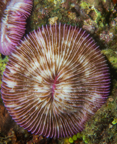 mushroom coral