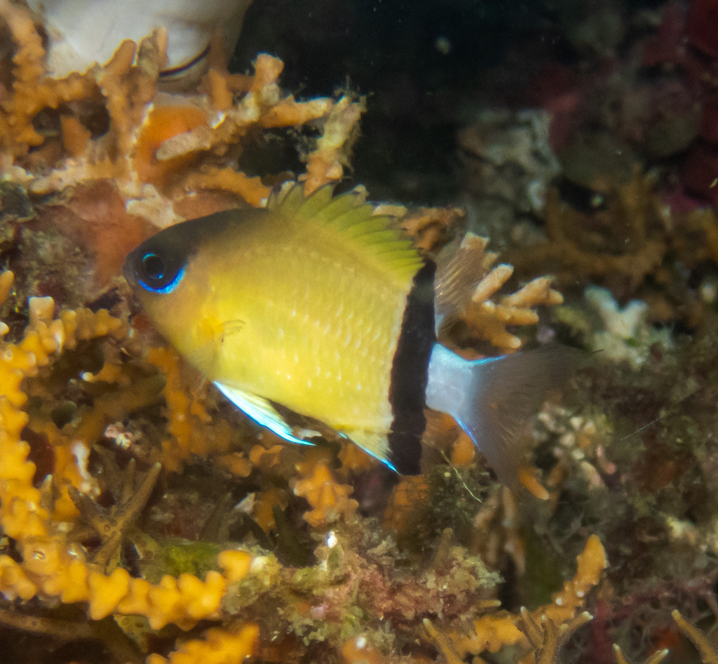 Immagine rappresentativa del genere Pycnochromis