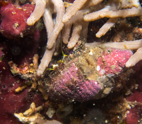 Hairy Red Hermit Crab (Dardanus lagopodes)