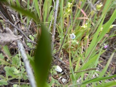Nemophila menziesii