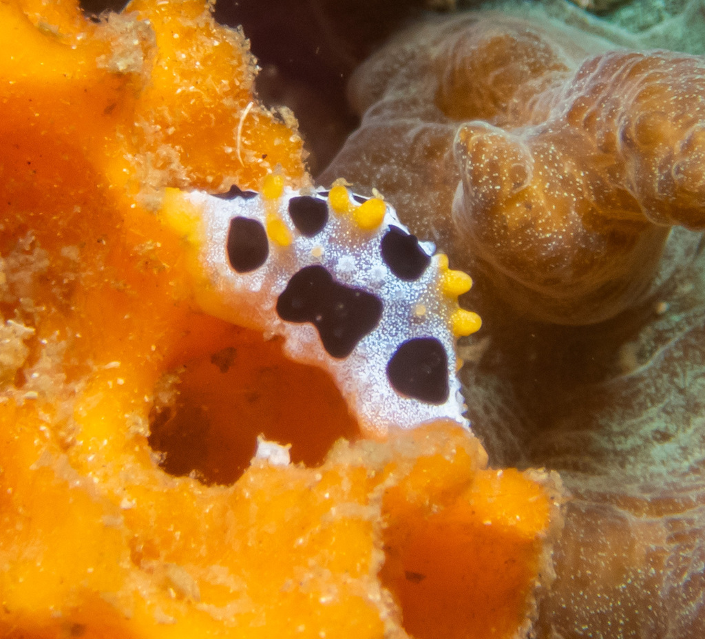 Baba's Phyllidia