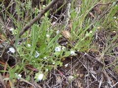 Nemophila menziesii