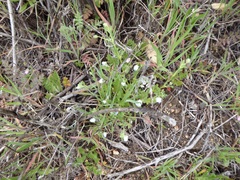 Nemophila menziesii
