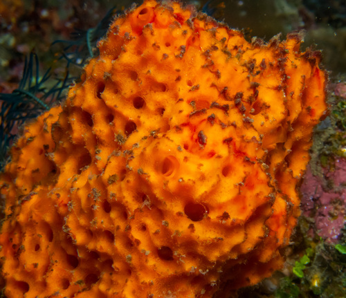 Acanthella cavernosa