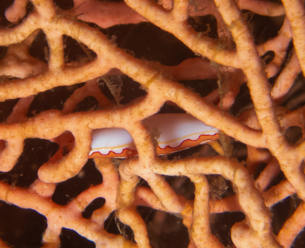Pellasimnia brunneiterma