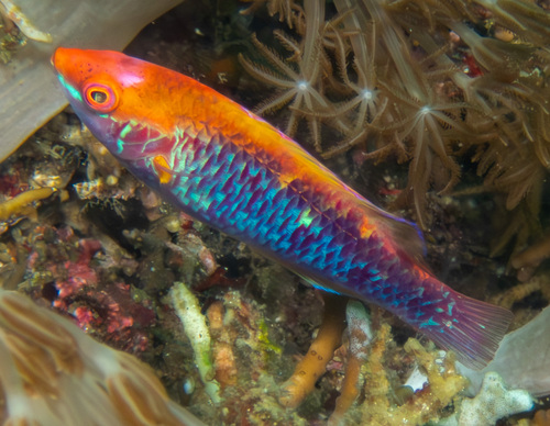 Orangeback Wrasse (Cirrhilabrus lubbocki)