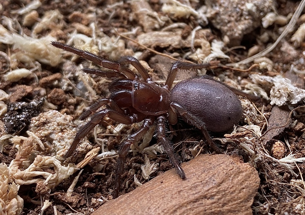 Hadronyche kaputarensis