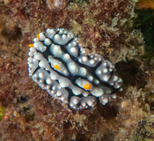 Elegant Phyllidia (Phyllidia elegans)