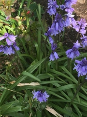 Hyacinthoides hispanica