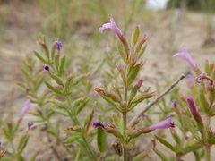 Mock Pennyroyal (Hedeoma drummondii)