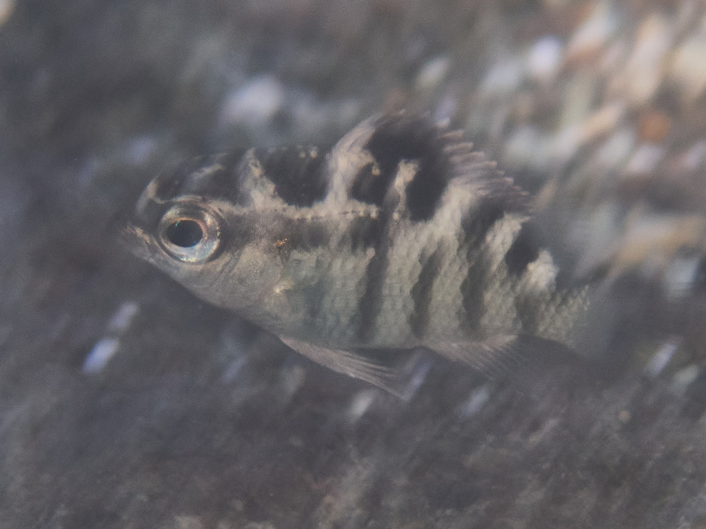 Dusky seargent (Abudefduf concolor) — Pomacentridae