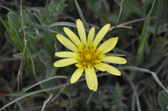 Tragopogon pusillus