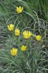 Tragopogon pusillus