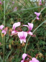 Pelargonium multicaule multicaule