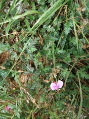 Pelargonium multicaule multicaule