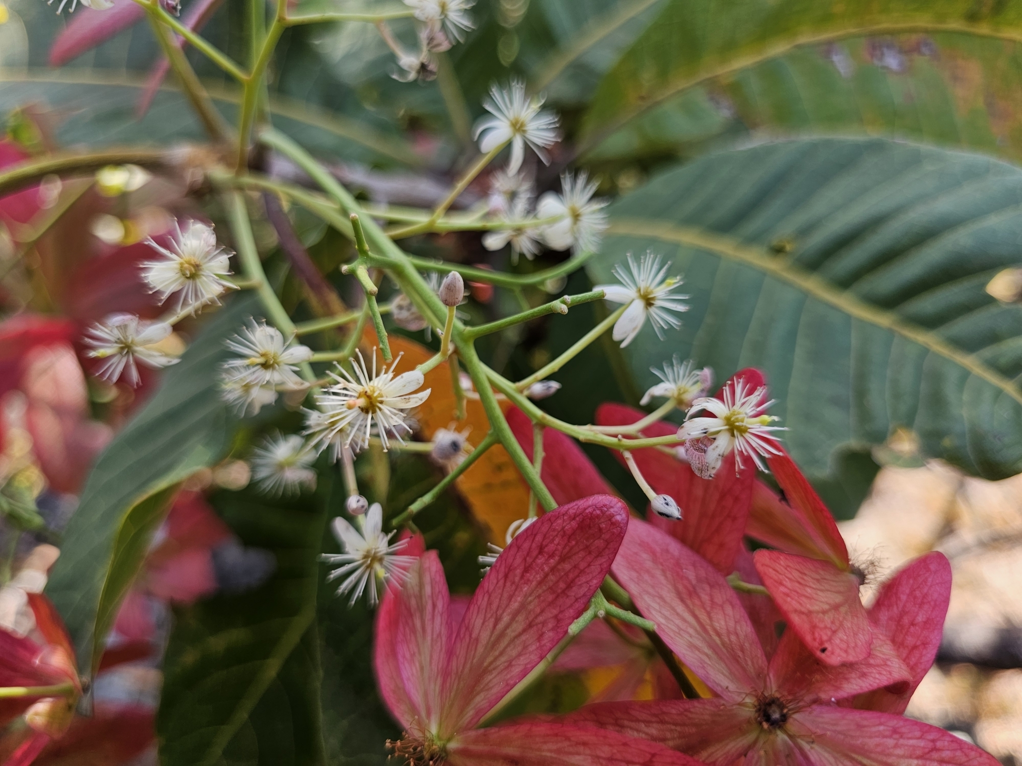 Gluta usitata