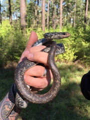 Coluber constrictor anthicus