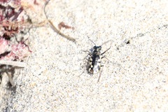 Cicindela latesignata