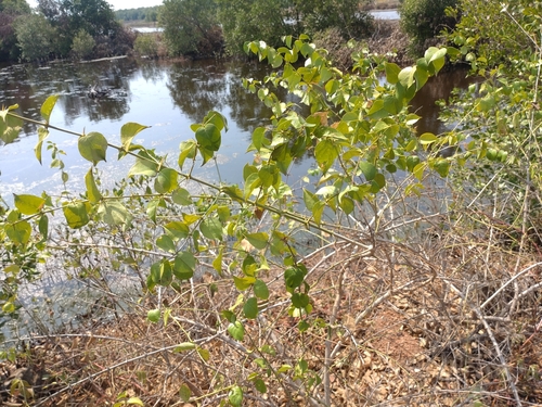 Azima sarmentosa (Azima sarmentosa)