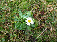 Bellis perennis