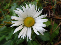 Bellis perennis