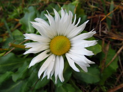 Bellis perennis