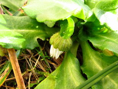 Bellis perennis