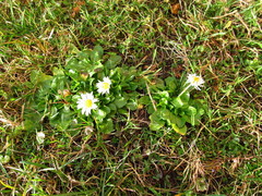 Bellis perennis