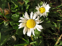 Bellis perennis