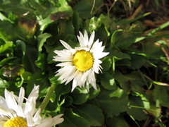Bellis perennis