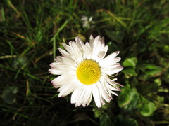 Bellis perennis