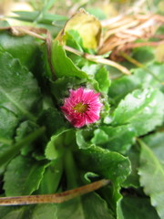Bellis perennis