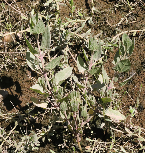 Atriplex prostrata iNat (3)