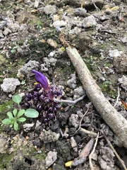 Lathraea clandestina