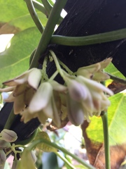 Stauntonia hexaphylla