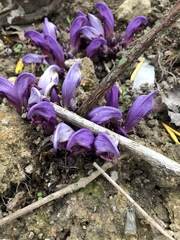 Lathraea clandestina