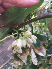 Stauntonia hexaphylla