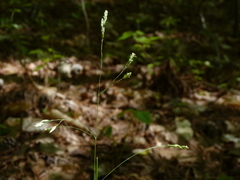 Poa cuspidata